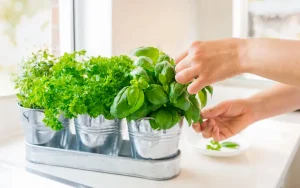 Kits de jardin d'herbes aromatiques d'intérieur pour votre cuisine