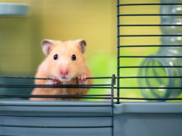 10 choses à savoir avant d'acheter un hamster de compagnie