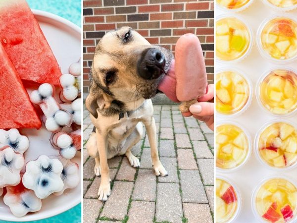 Aidez votre chiot à se rafraîchir avec ces desserts glacés pour chiens