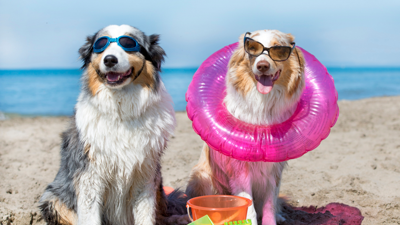 Comment planifier des vacances adaptées aux chiens cet été