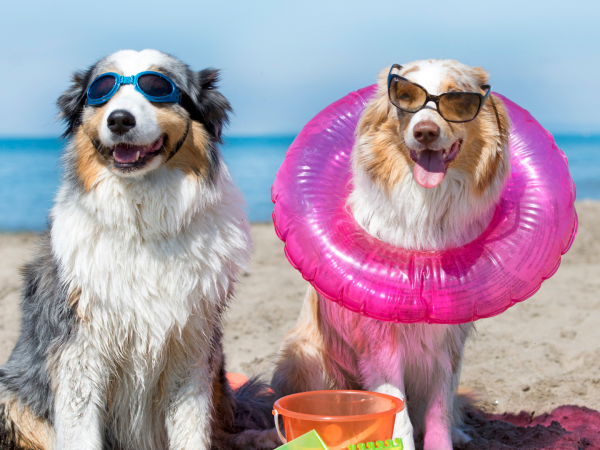 Comment planifier des vacances adaptées aux chiens cet été