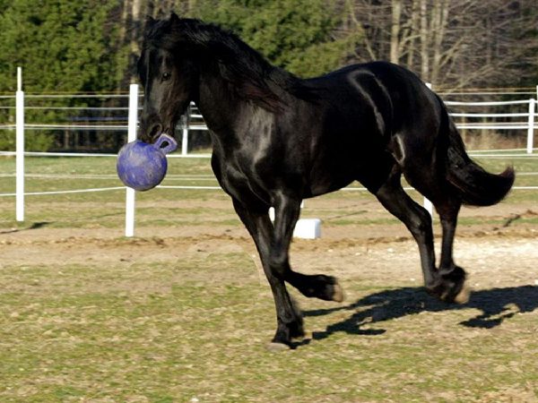 Jouets Horse Ball pour des chevaux en meilleure santé et plus heureux
