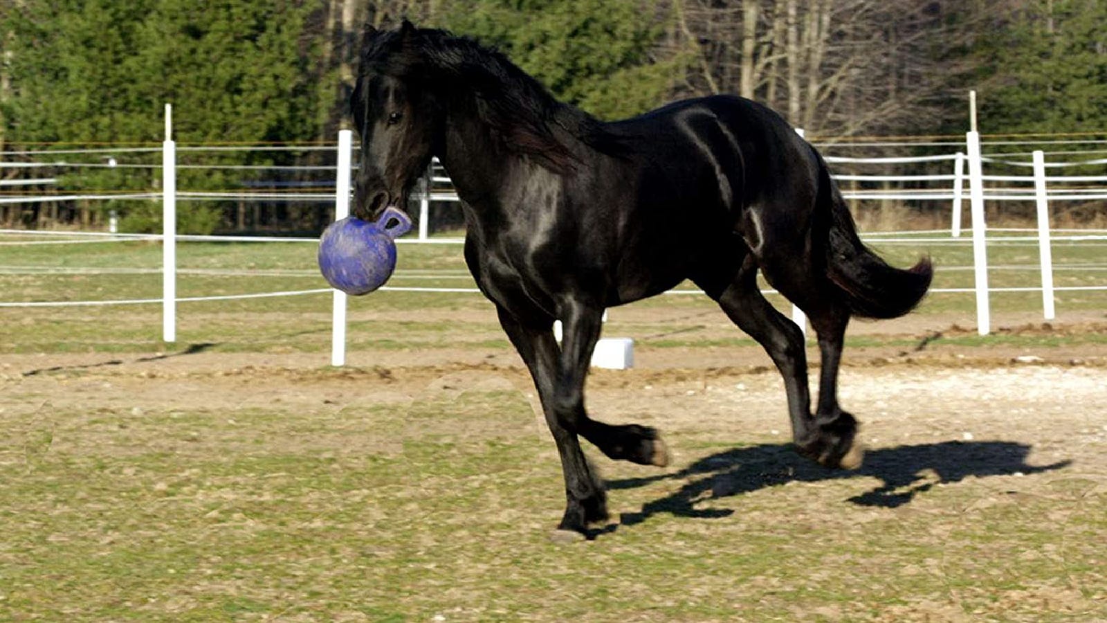 Jouets Horse Ball pour des chevaux en meilleure santé et plus heureux