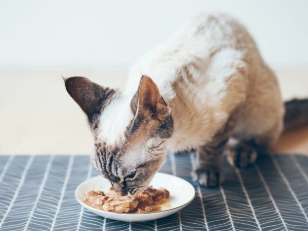 La meilleure nourriture humide pour chats pour votre félin
