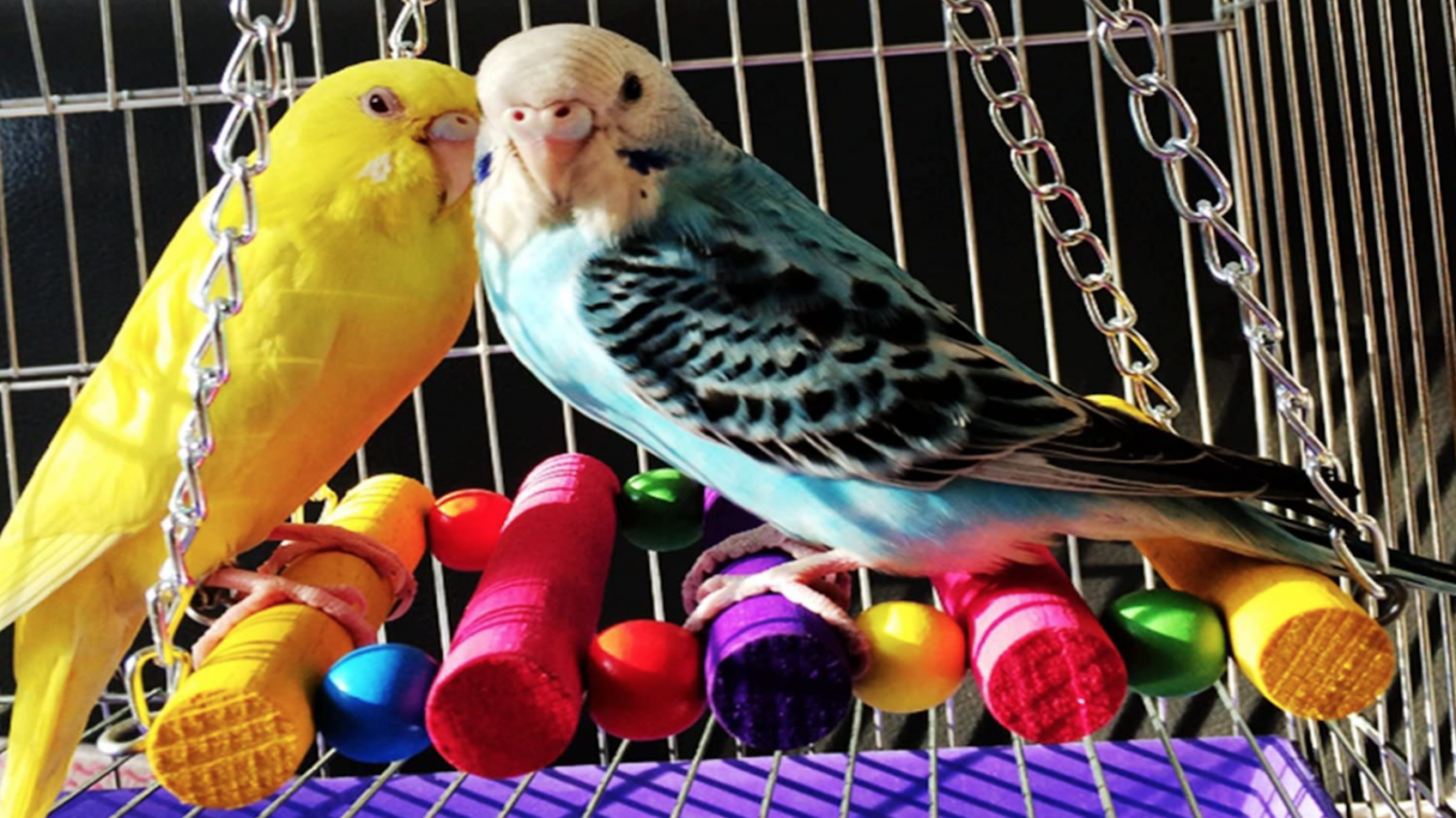 Les meilleures balançoires d'oiseaux pour votre animal de compagnie