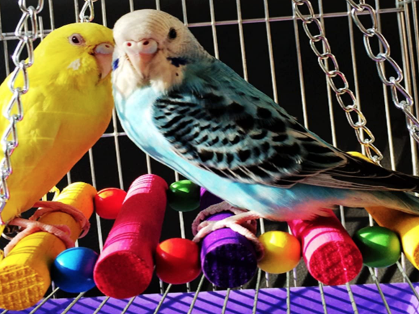 Les meilleures balançoires d'oiseaux pour votre animal de compagnie