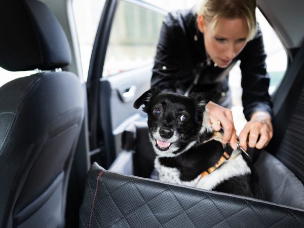 Les meilleures ceintures de sécurité pour chien pour une conduite en toute sécurité