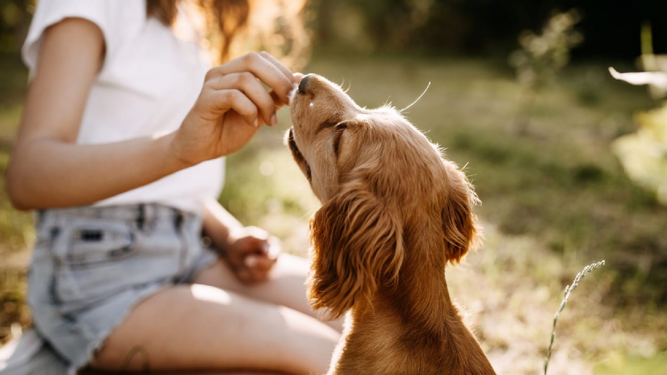Les meilleures friandises pour chiens pour une nutrition canine optimale