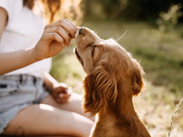 Les meilleures friandises pour chiens pour une nutrition canine optimale