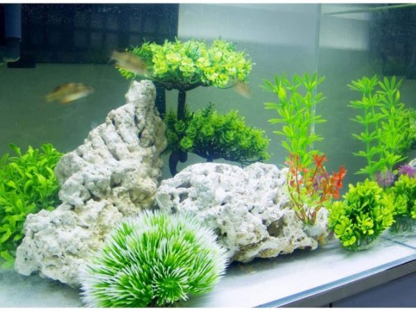 Les meilleures plantes d'aquarium pour l'habitat de vos poissons