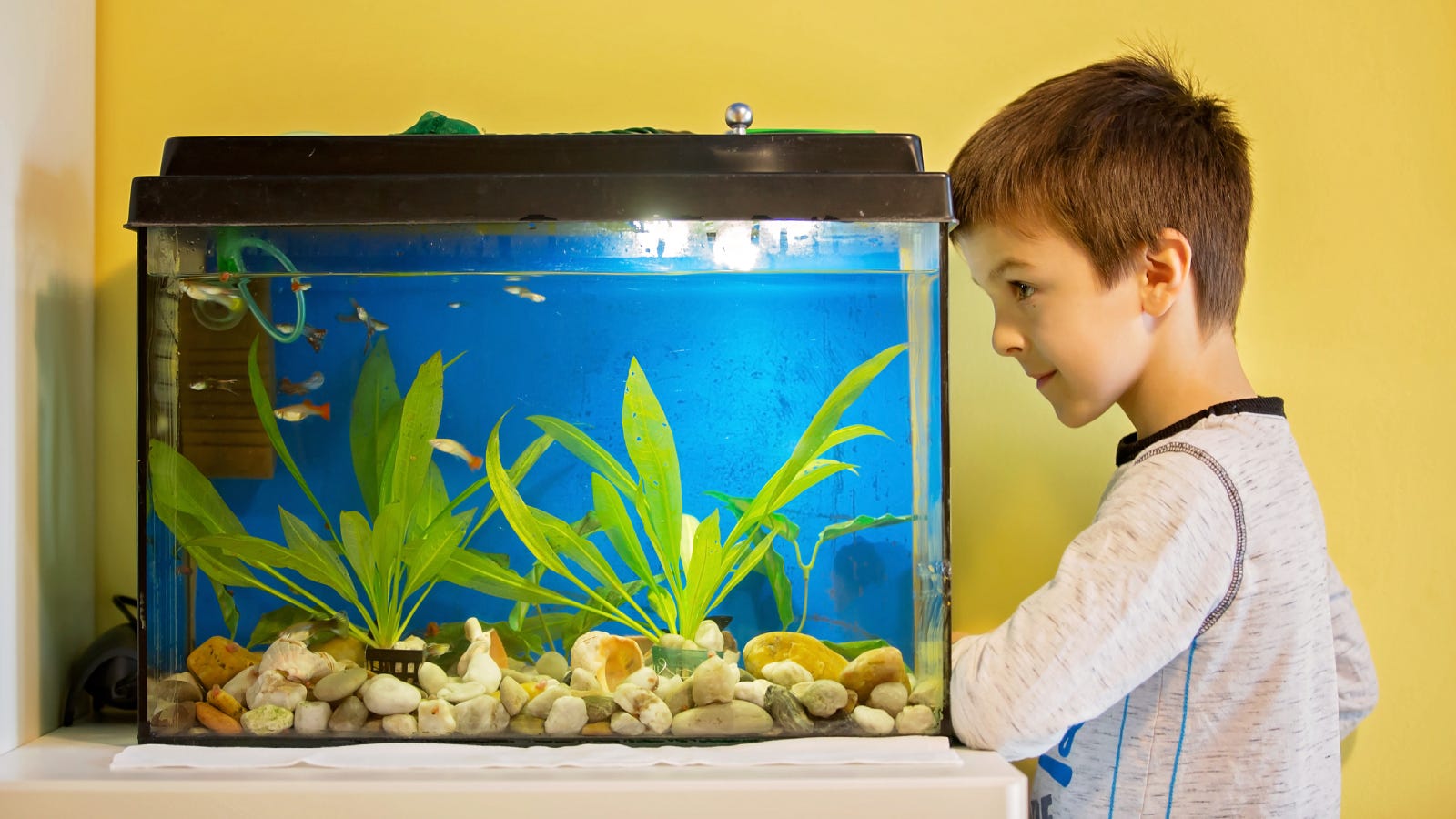 Les meilleures pompes à eau submersibles pour votre aquarium