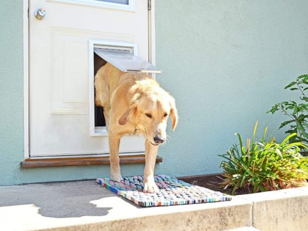 Les meilleures portes pour chiens pour votre maison