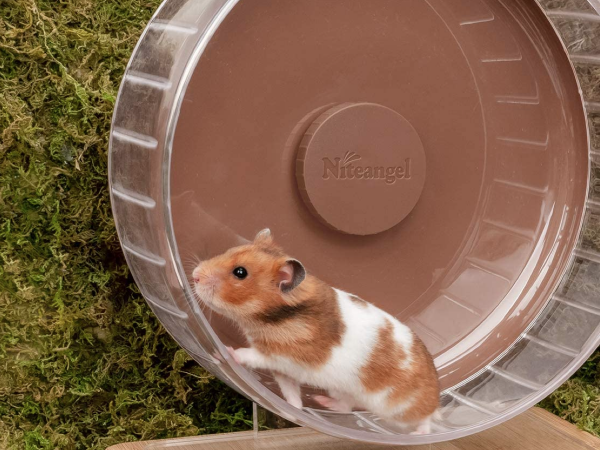 Les meilleures roues de hamster pour votre animal de compagnie