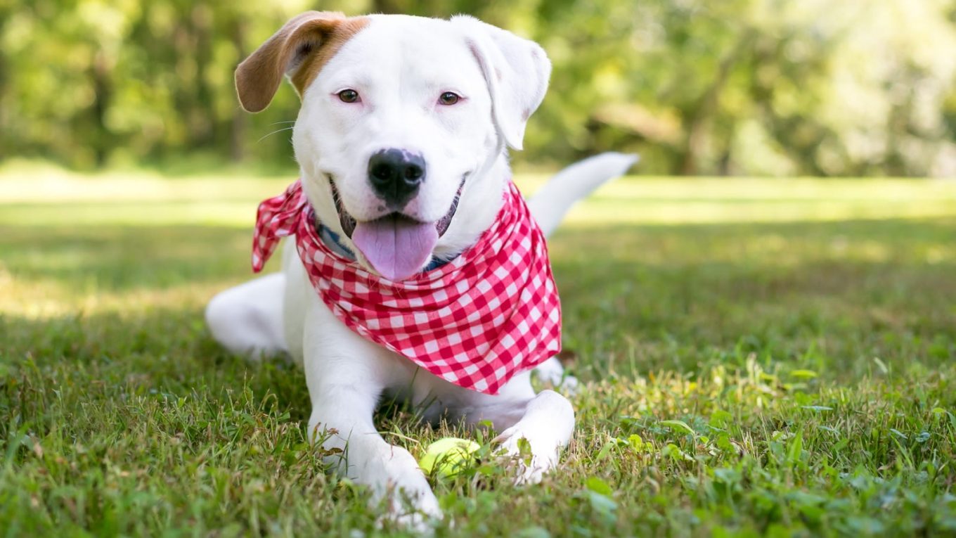 Les meilleurs bandanas pour votre chien