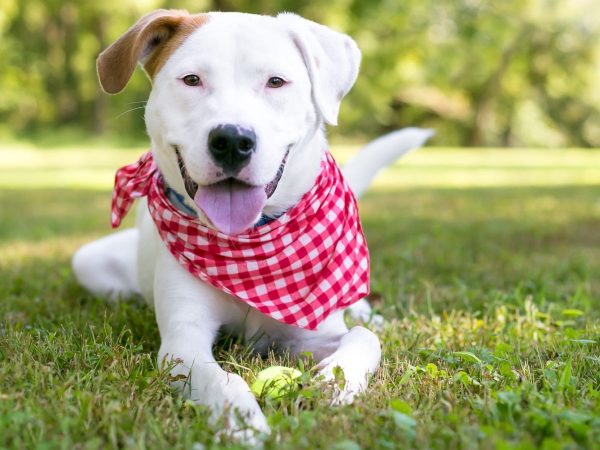 Les meilleurs bandanas pour votre chien