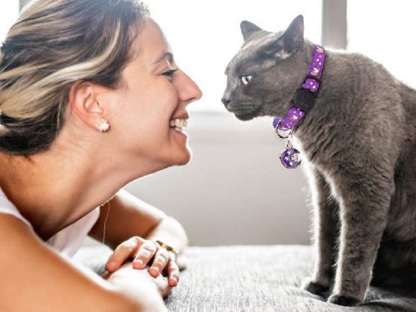 Les meilleurs colliers de chat pour votre compagnon félin