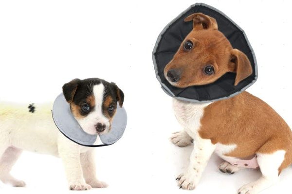 Les meilleurs cônes de chien pour la récupération post-opératoire