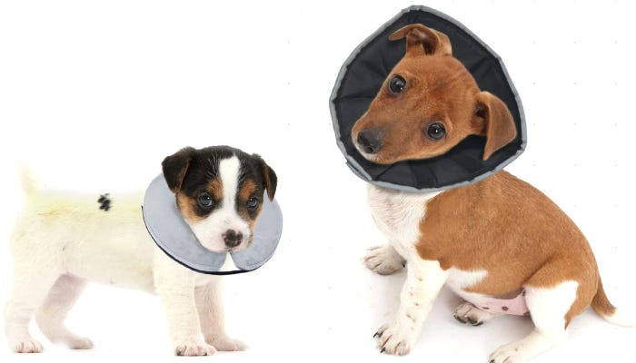Les meilleurs cônes de chien pour la récupération post-opératoire