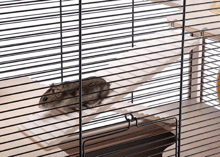 Les meilleurs habitats pour les hamsters