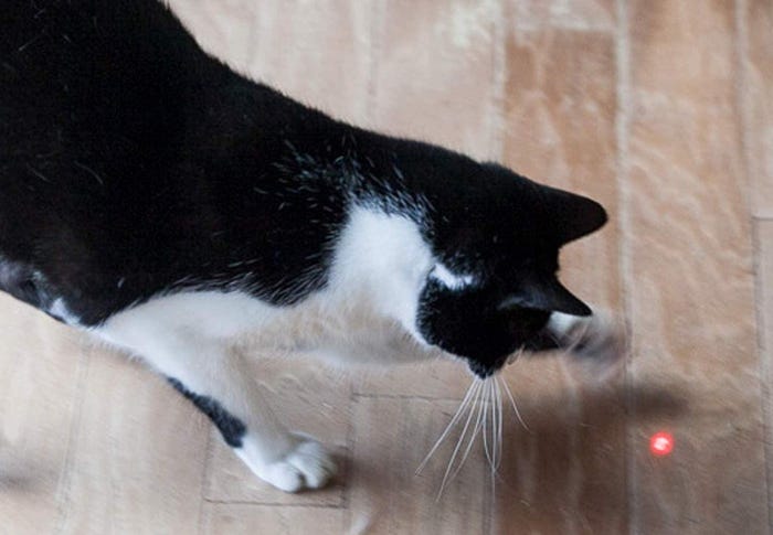 Les meilleurs jouets de pointeur laser pour chats