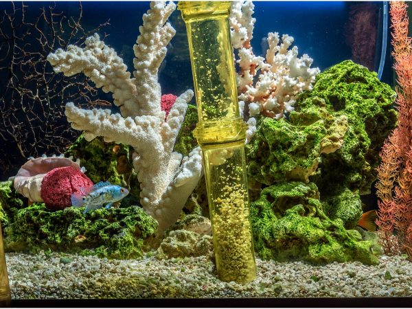 Les meilleurs nettoyeurs de gravier pour votre aquarium