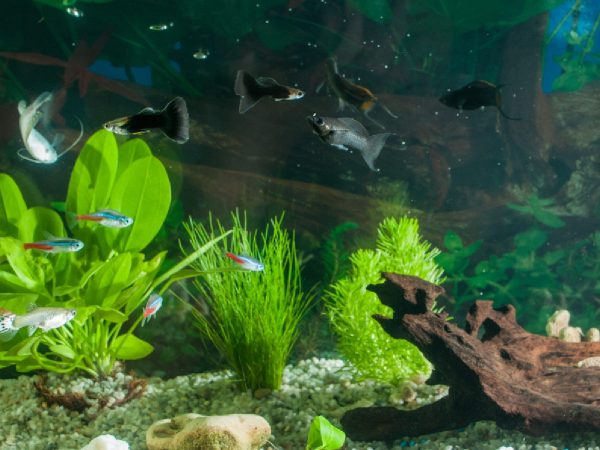 Les meilleurs ornements d'aquarium pour votre aquarium