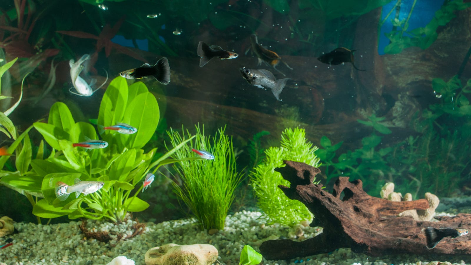 Les meilleurs ornements d’aquarium pour votre aquarium