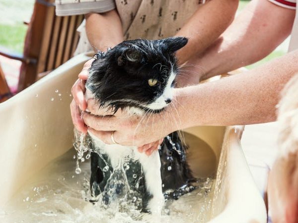 Les meilleurs shampooings pour chats pour votre félin