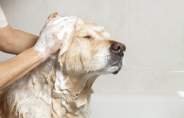 Les meilleurs shampooings pour chiens pour votre toutou