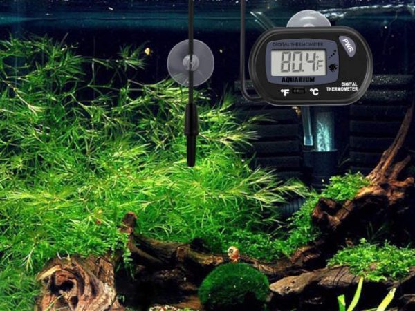 Les meilleurs thermomètres d'aquarium pour les poissons heureux