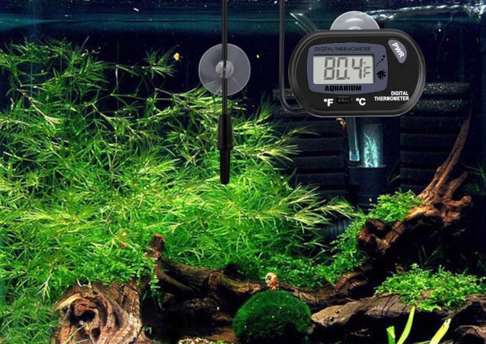 Les meilleurs thermomètres d'aquarium pour les poissons heureux