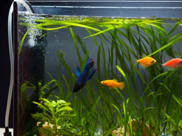 Pompes à air d'aquarium pour de meilleures bulles