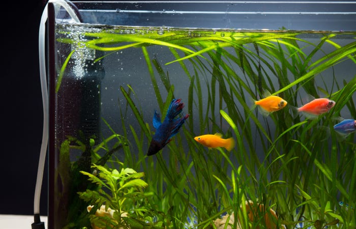 Pompes à air d'aquarium pour de meilleures bulles