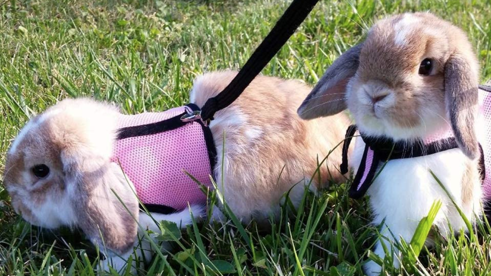 Promenez votre lapin de compagnie avec ces harnais