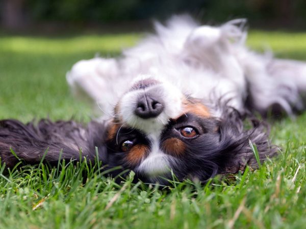 Que faire si votre chien a une éruption cutanée au ventre