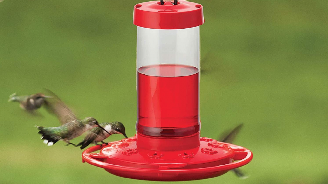 Apportez plus de colibris dans votre jardin avec ces mangeoires