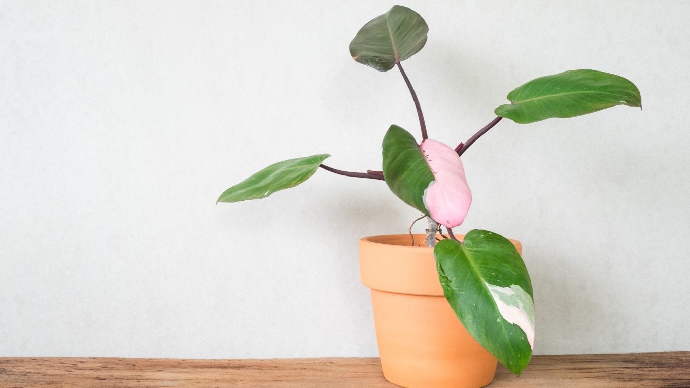 C'est la plante d'intérieur la plus tendance sur Instagram, mais cela vous coûtera cher