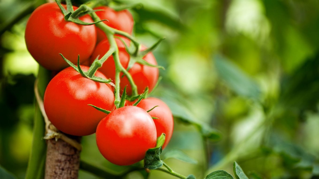 Cette épice peut aider vos plants de tomates à s'épanouir