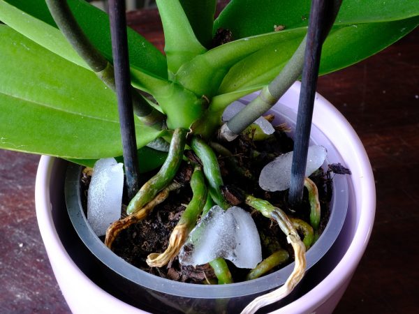 Comment les glaçons peuvent aider vos plantes d'intérieur