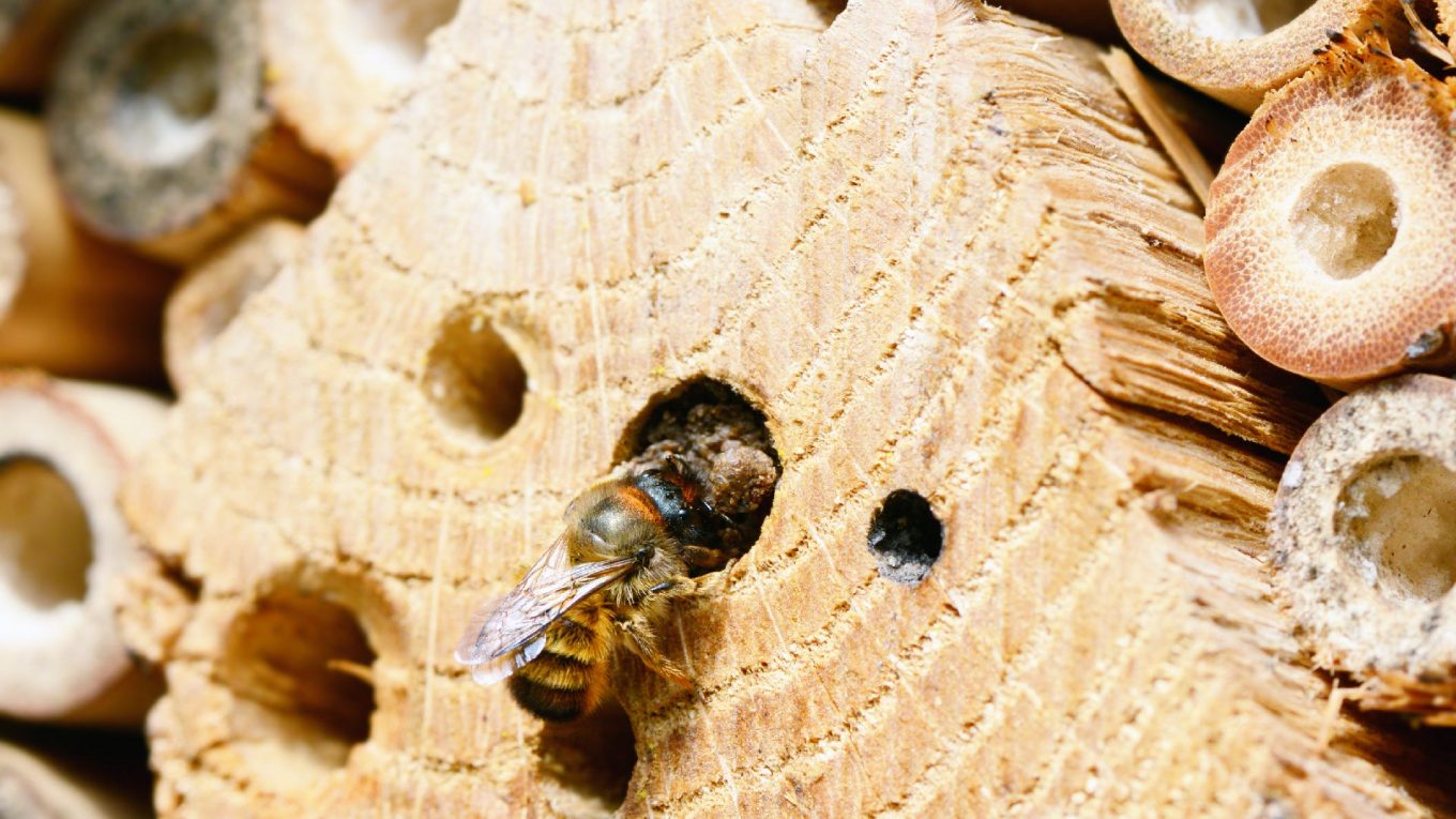 Les meilleures maisons d'abeilles pour votre jardin