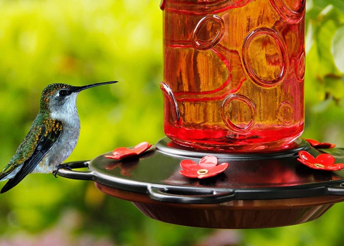 Les meilleures mangeoires d'oiseaux pour votre jardin