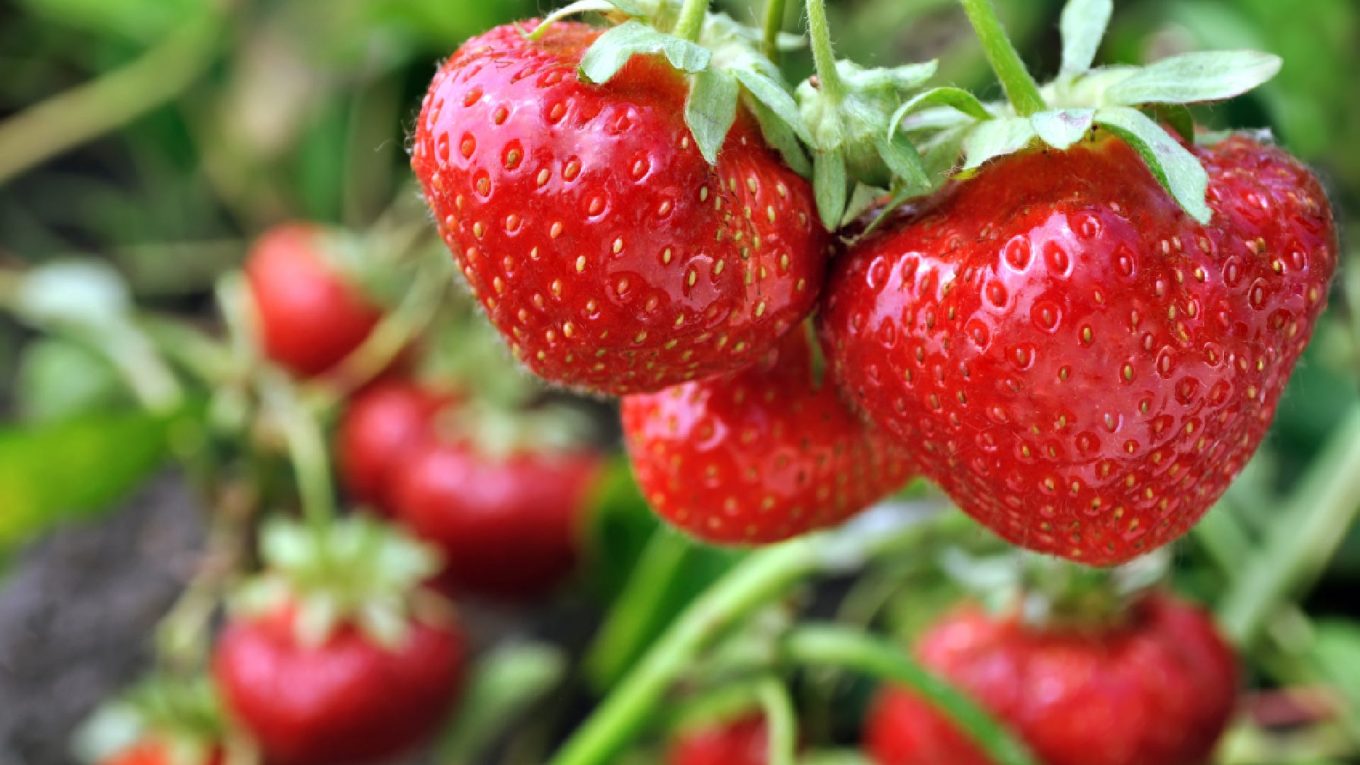 Les meilleures plantes de fraises pour votre jardin