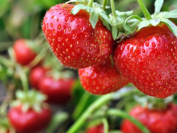 Les meilleures plantes de fraises pour votre jardin
