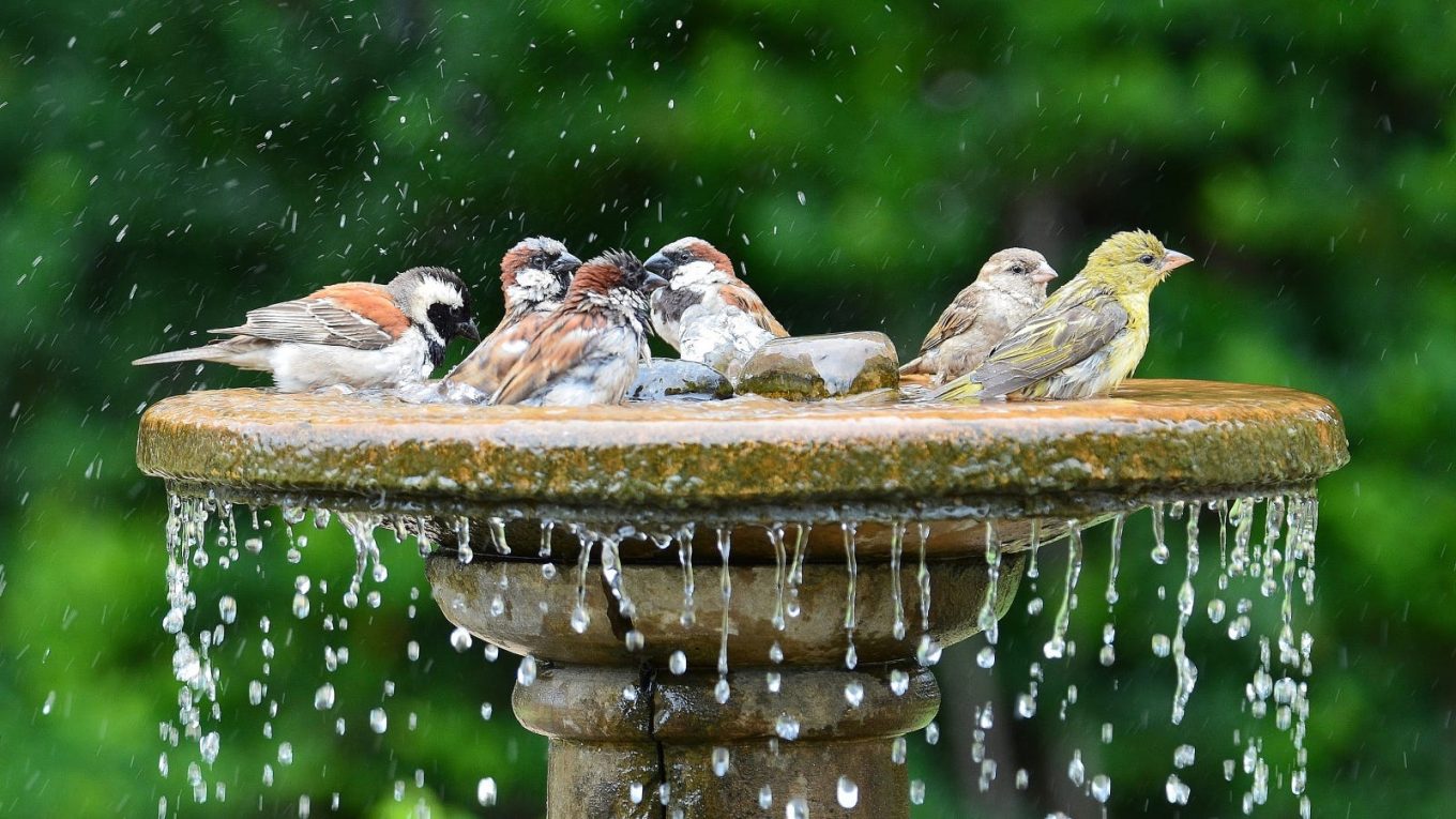 Les meilleurs bains d'oiseaux pour votre jardin