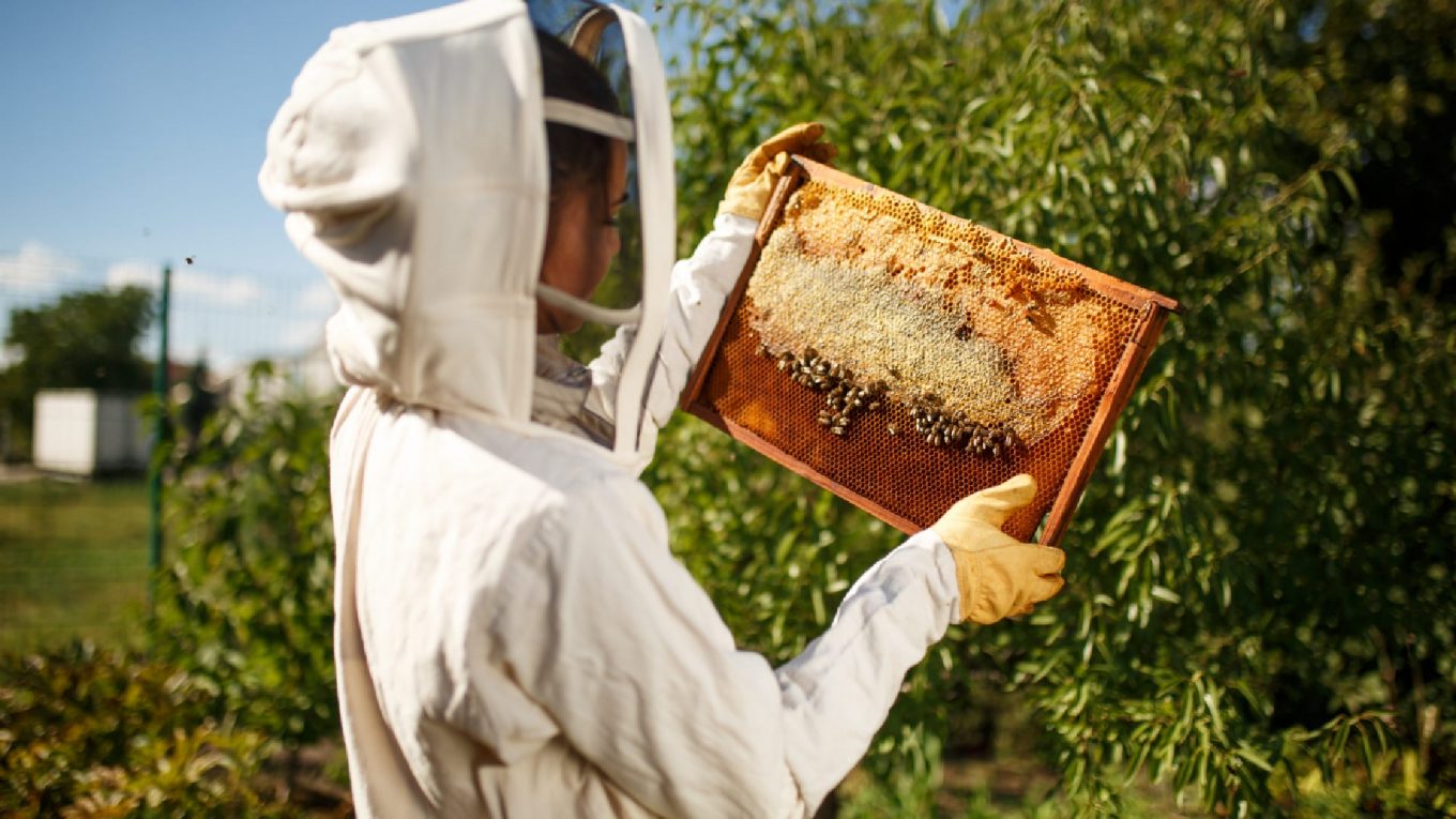 Les meilleurs costumes d'apiculture pour une protection confortable
