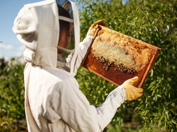 Les meilleurs costumes d'apiculture pour une protection confortable