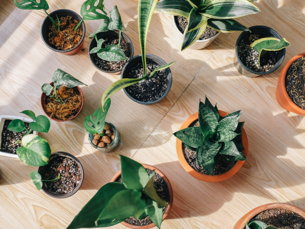 Voici pourquoi vous voudrez peut-être conserver ces pots de plantes en plastique